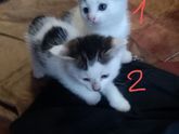 пол котят