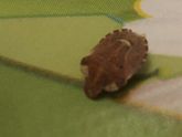 Ночью кусает нас кто то,