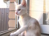 Хорошенький котенок в добрые руки, Краснодар