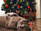 Котопост 🐱 🐱 🐱