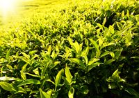 Зеленый чай для похудения: в чем его польза