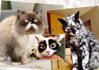 Природа постаралась: 17 кошек с необычной окраской, которая нас удивила