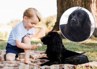 Это удар для всех: Кейт Миддлтон и принц Уильям с детьми попрощались со своим любимым питомцем