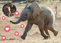 Невозможно смотреть без улыбки: слоненок играл со своим хоботом... и неожиданно стал звездой соцсетей