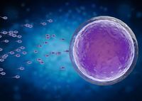 Предимплантационная генетическая диагностика эмбрионов