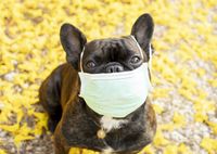 Ветеринар ответил, как защитить домашних собак от нового коронавируса