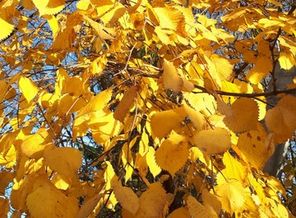 IMG_20191025_113318_621