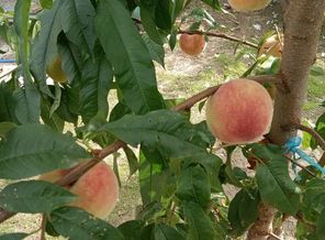 IMG-0120c7767c106f684b5a084a5c5ef3c6-V_1604761662349