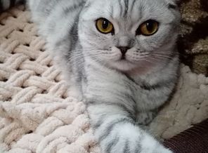 Мия, наша кисулечка)