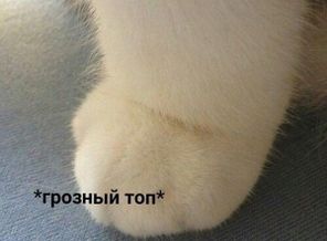 oRcrfmPCpgE