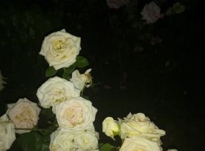 IMG_20180601_220436.jpg