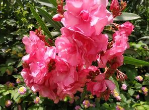 IMG_20190517_102748