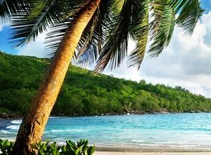 Tropics_Sea_Scenery_Palma_Beach_512472_1080x1920