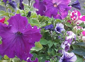 IMG_20200704_131233_887.jpg