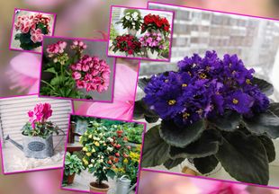 Добавим красок: 6 комнатных растений, которые цветут очень долго