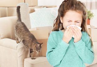 Как проявляется аллергия на кошек у детей, лечение аллергии