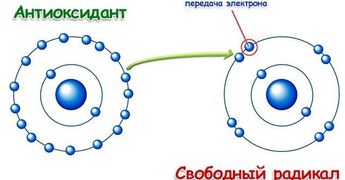 Продукты, богатые антиоксидантами