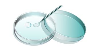Как проходит ЭКО с донорской яйцеклеткой и каковы шансы на успех