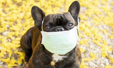 Ветеринар ответил, как защитить домашних собак от нового коронавируса