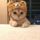 Котик