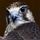 Falcon Vad
