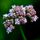 Valeriana
