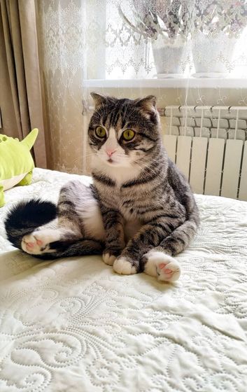 КОТ?