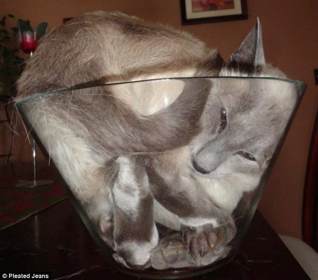 Компактные коты!))))