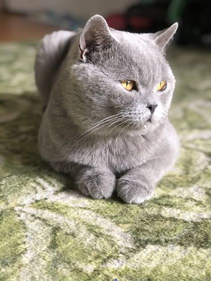 Кастрация кота и переезд