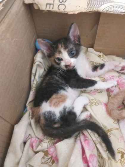 Котята)))