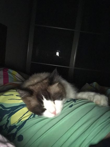 Мой любимый котик☺️
