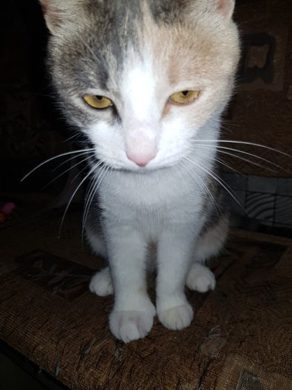 Увидела у нашей кошки,