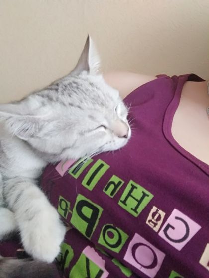 Кошка