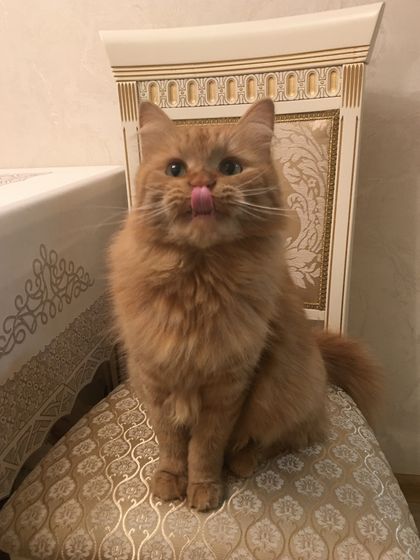 Немного моего любимого котика в ленту