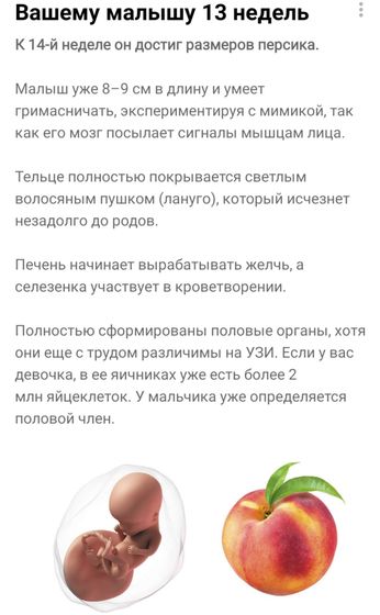 13 недель ❤