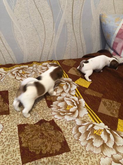 Может кто то хочет собачку)))