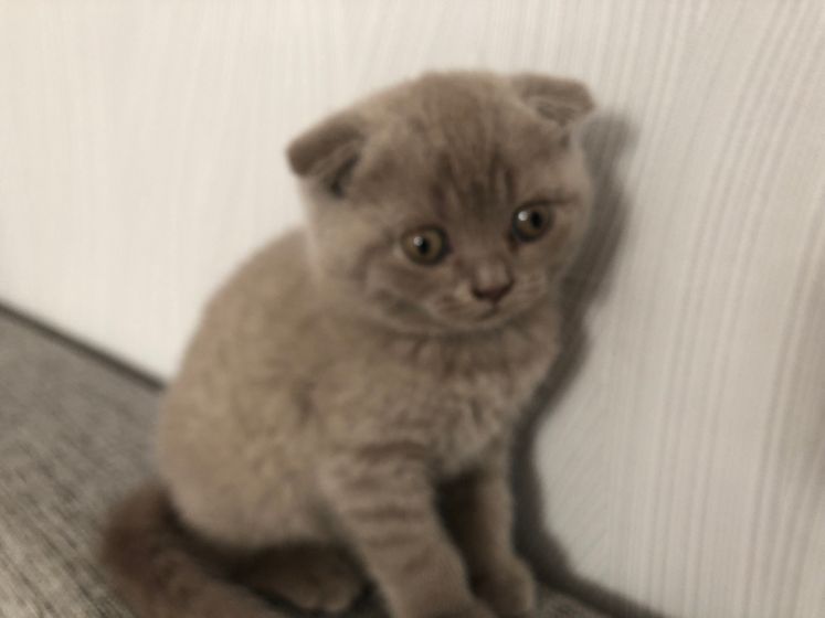 У кого есть шотландцы можете оценить котёнка