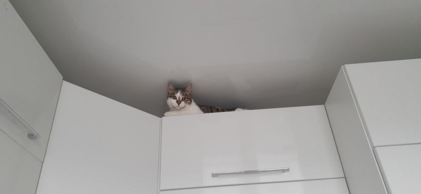 Удивляюсь новой кошке Ни
