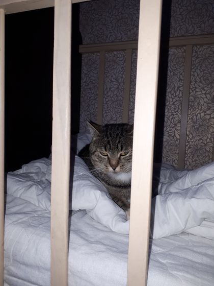 Кот постоянно тусуется в кроватке😾