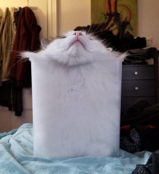 Компактные коты!))))