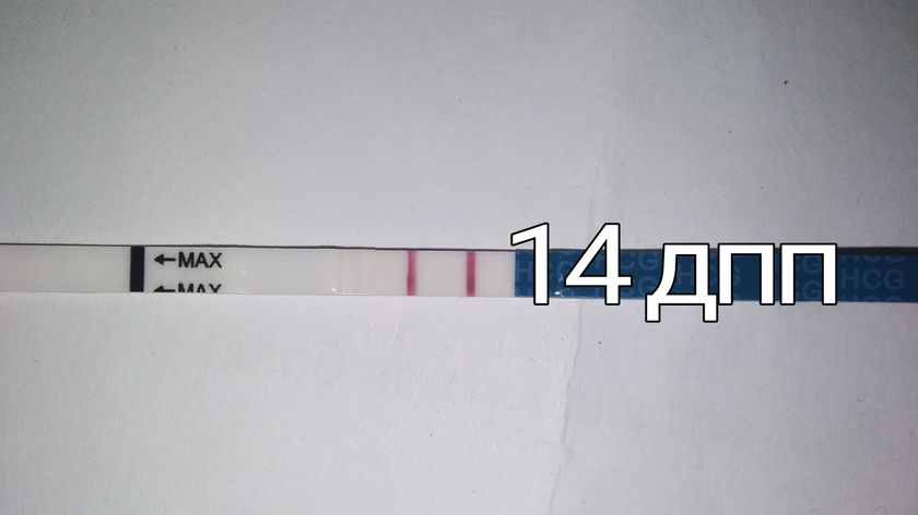 Тест перед ХГЧ???