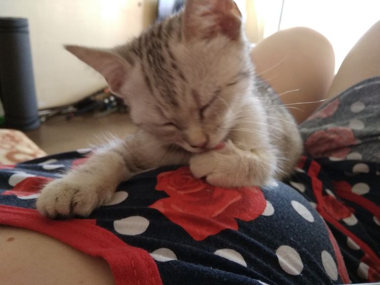 Кошка