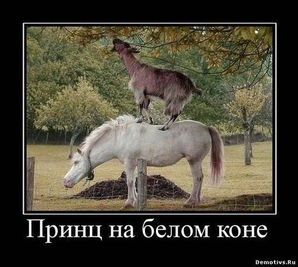 Пятница! Мужики и козлы. ТОП-9 фото посмеяться!