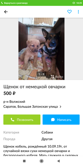 Выбираю щенка в дом