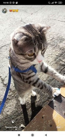 КОТ?