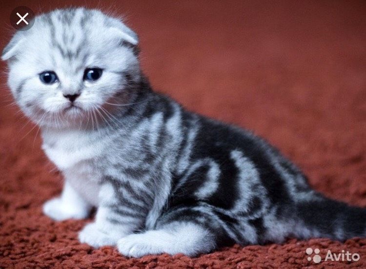 котенок😍 вязка