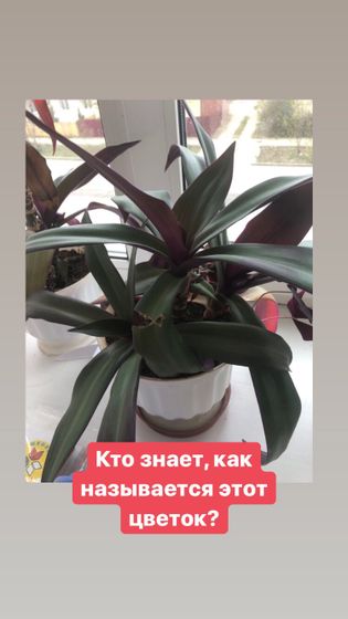 Ребёнок съел листочек растения