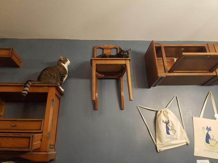 Le café des chats