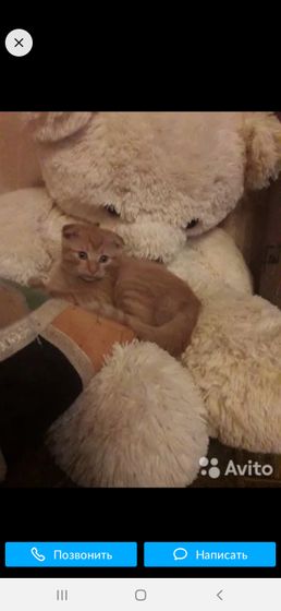британский котенок с авито)))