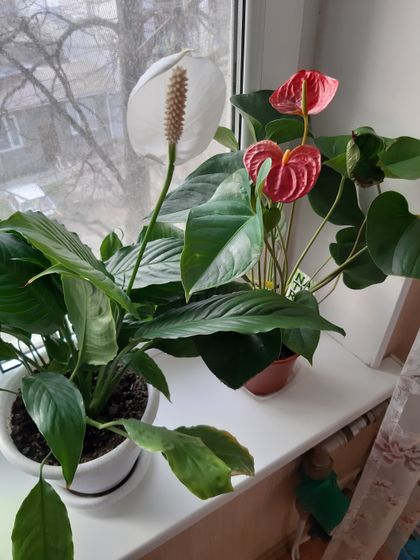 Зацвели мужское и женское счастье! 😍